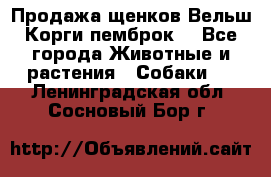 Продажа щенков Вельш Корги пемброк  - Все города Животные и растения » Собаки   . Ленинградская обл.,Сосновый Бор г.